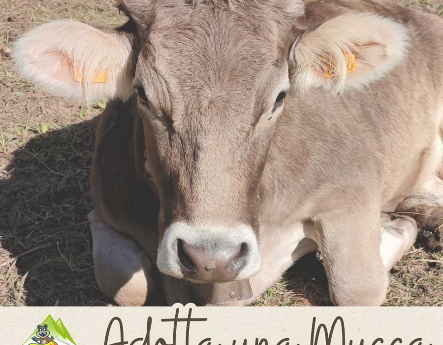 L’Alpe Campo di Rimasco adotta una mucca