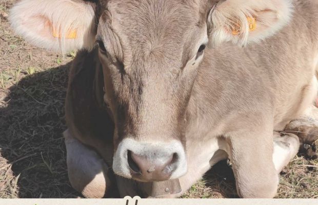 L’Alpe Campo di Rimasco adotta una mucca